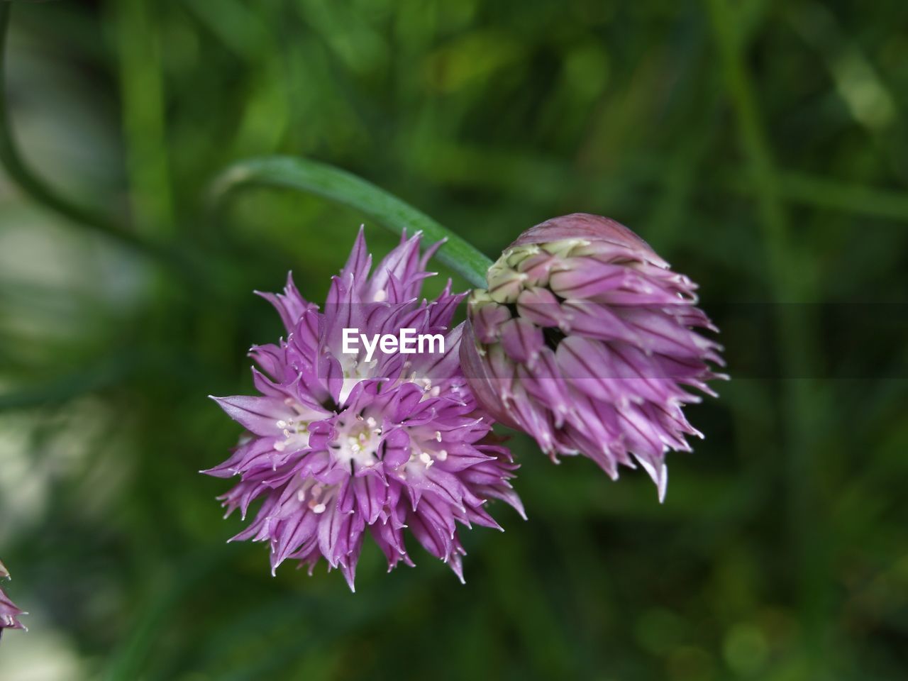 CLOSE-UP OF PURPLE FLOWERS BLOOMING OUTDOORS