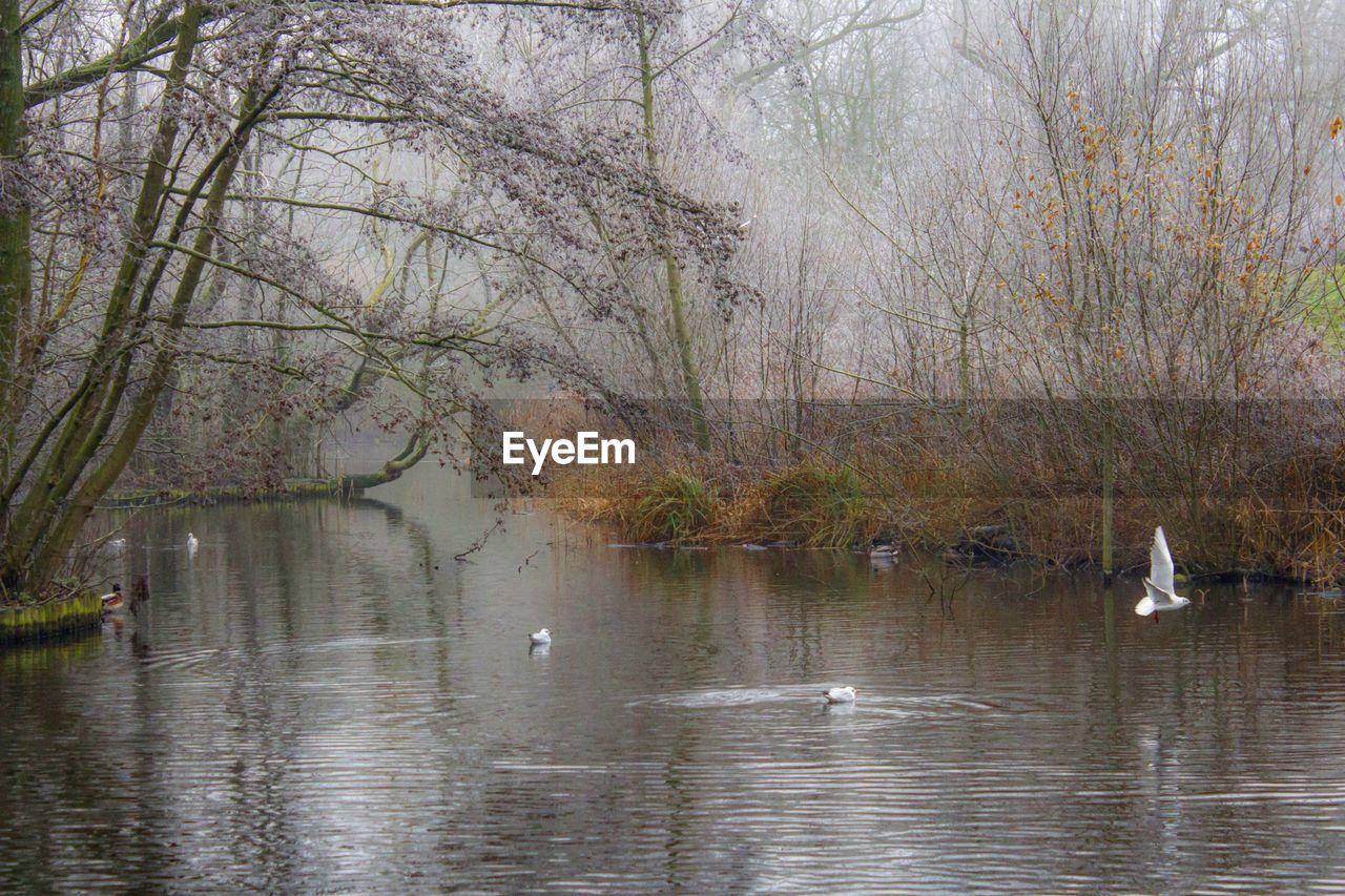 BIRDS BY LAKE AGAINST SKY