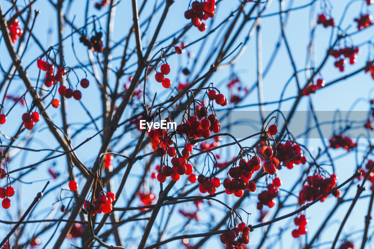 LOW ANGLE VIEW OF FRUITS ON TREE