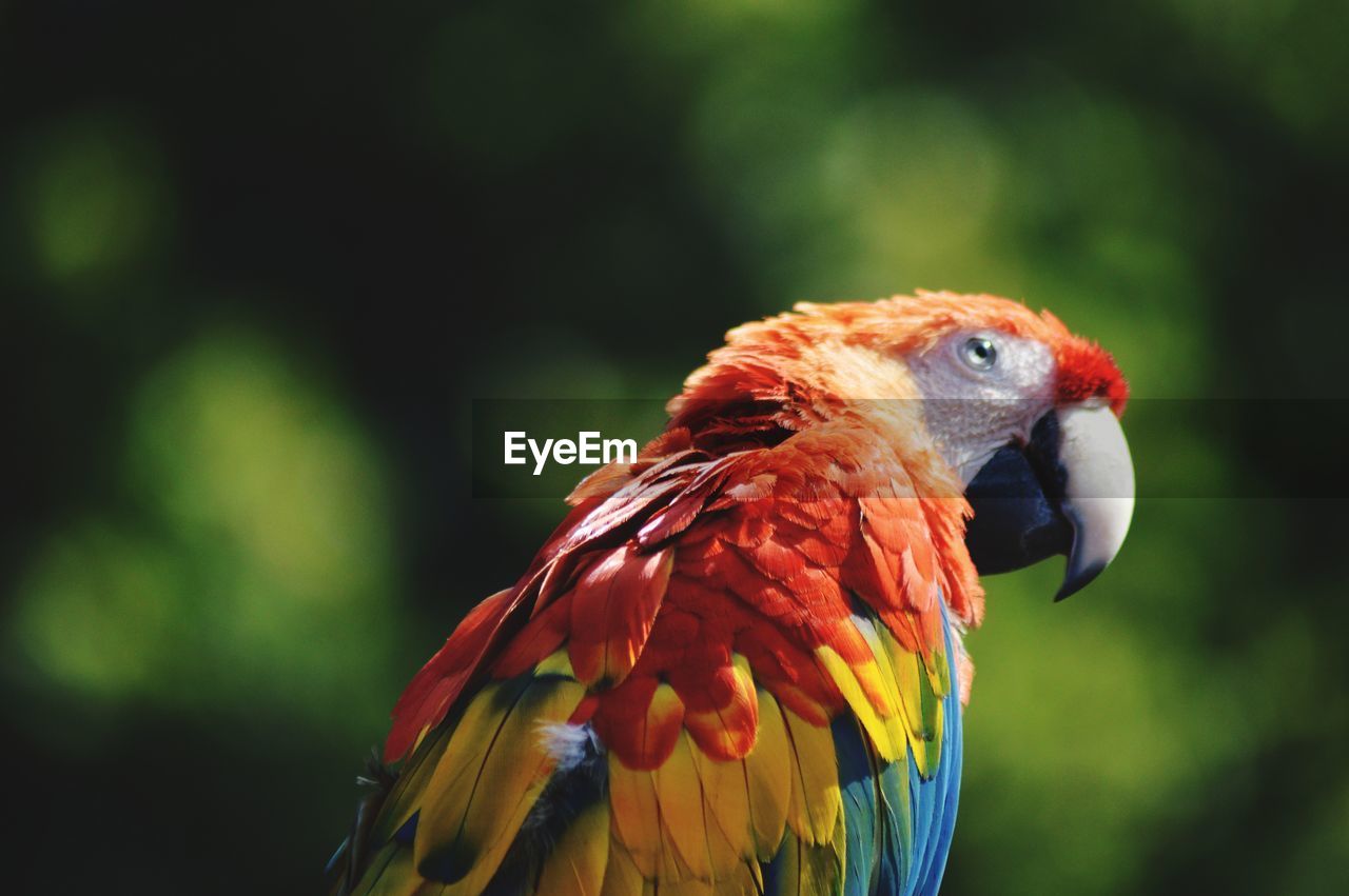 Close-up of parrot