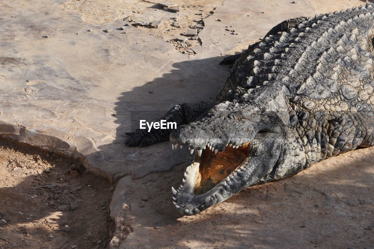 CLOSE-UP OF CROCODILE ON SAND