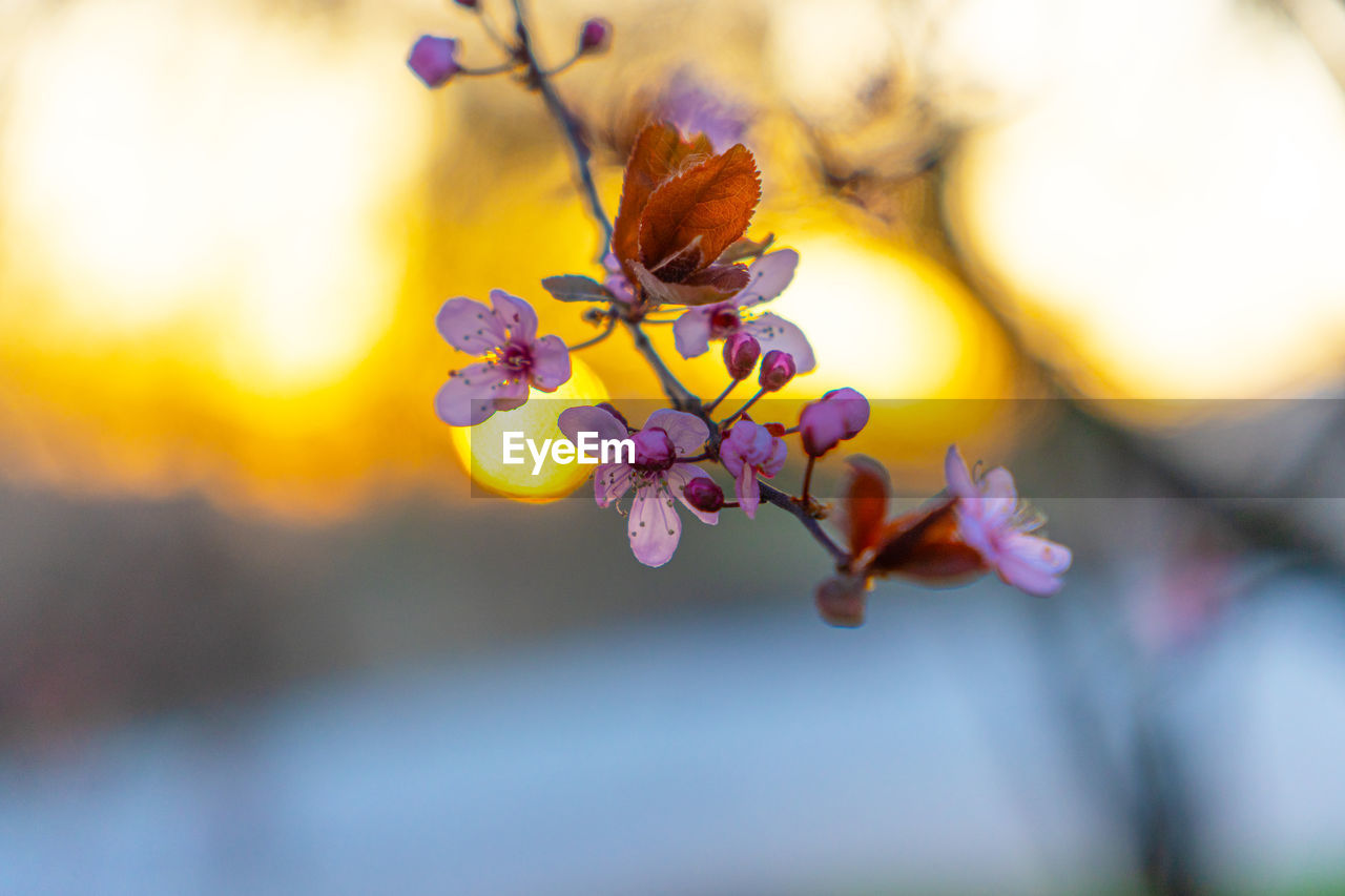 Close-up of cherry blossom