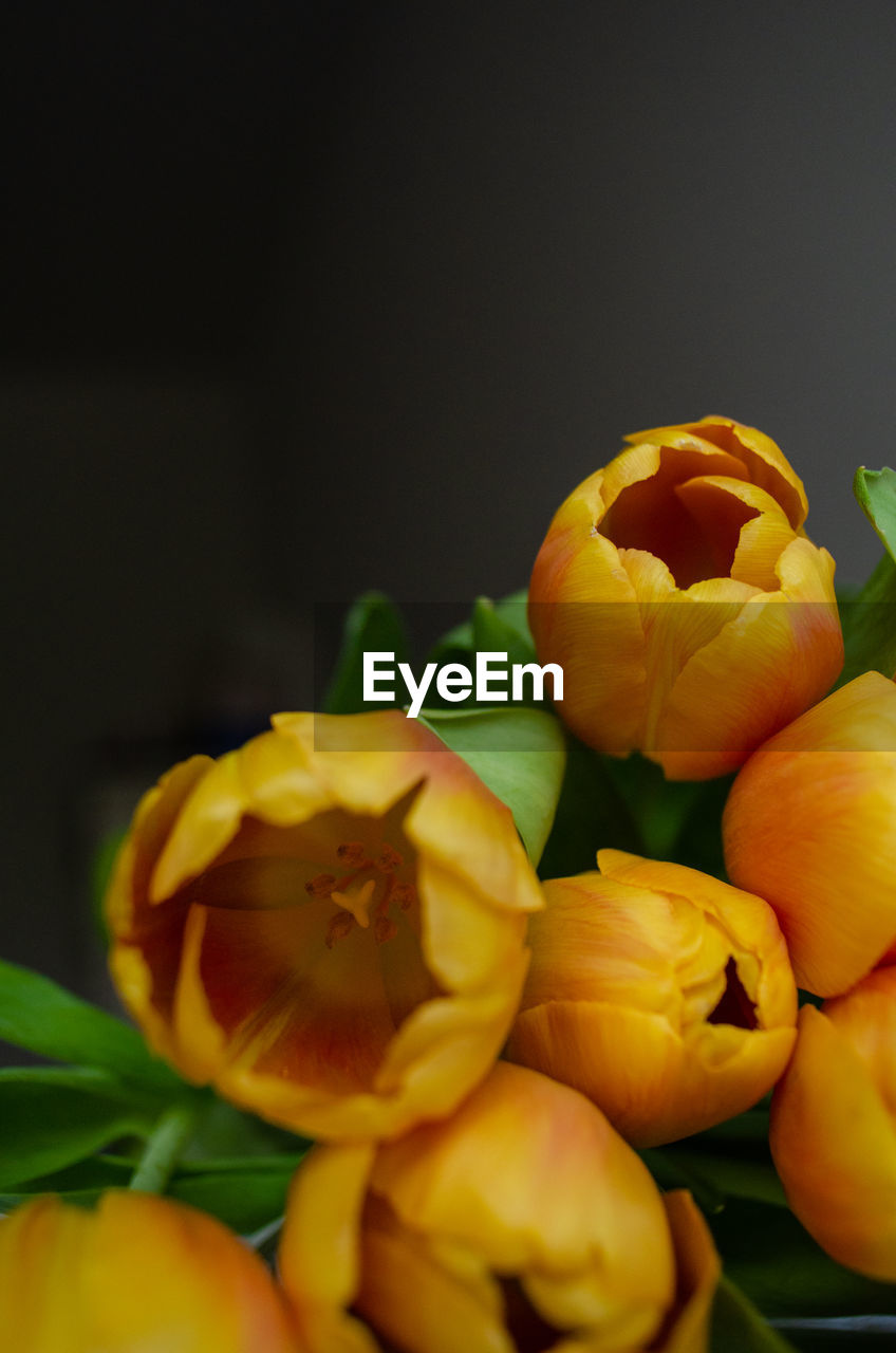 Close-up of yellow flowers against black background