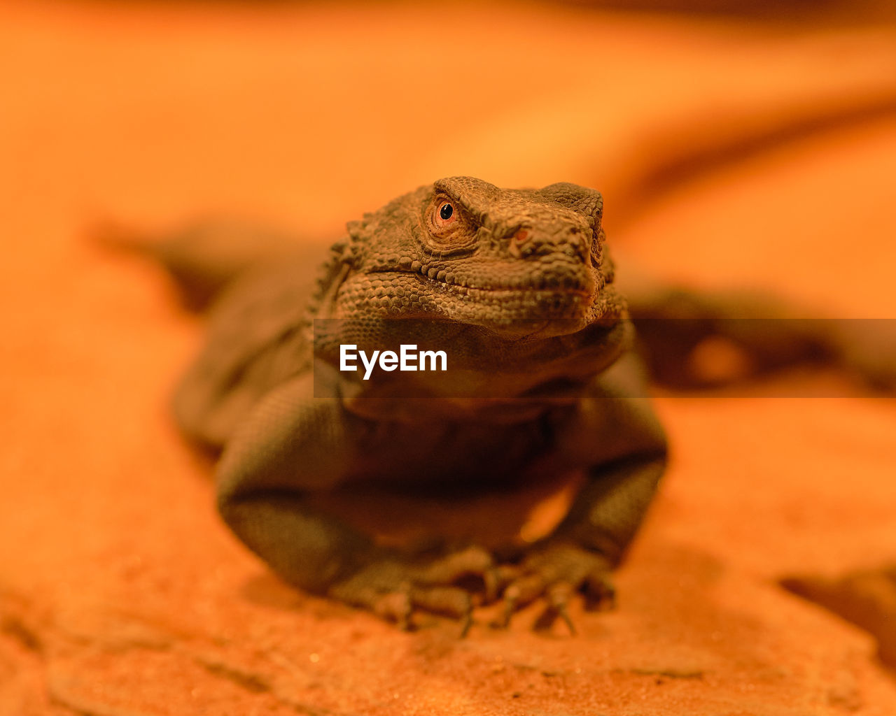 Chuckwalla lizzard is warming up under heat lamps in the terrarium