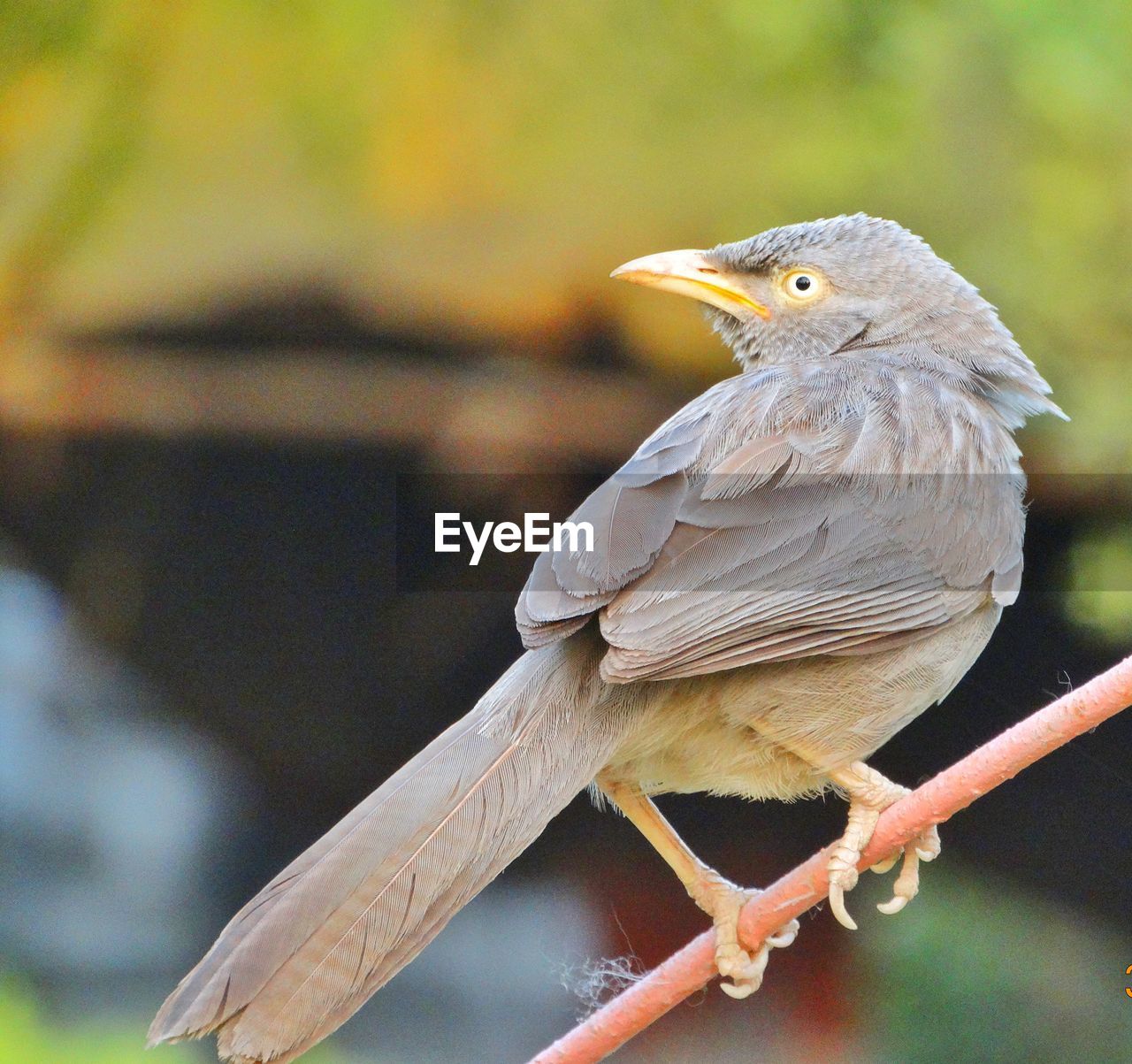 Close-up of bird perching on branch