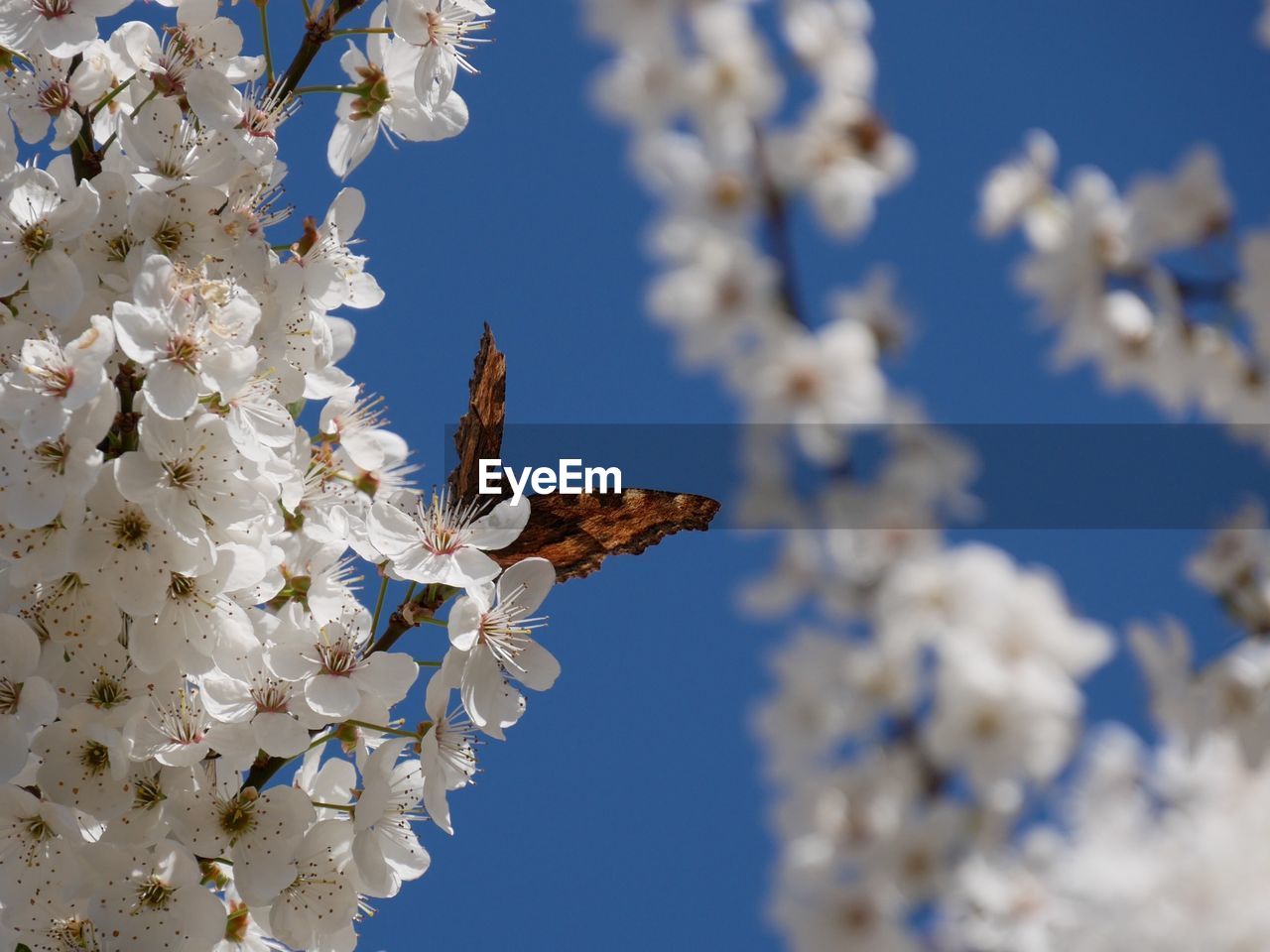 CLOSE-UP OF BUTTERFLY ON WHITE FLOWER