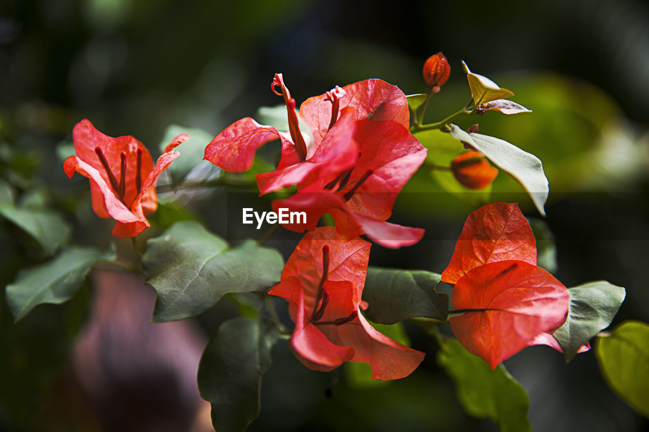 Close-up of red flowering plant