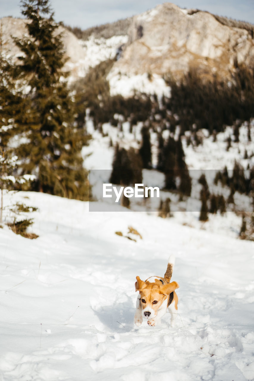 Dog running on snow covered field