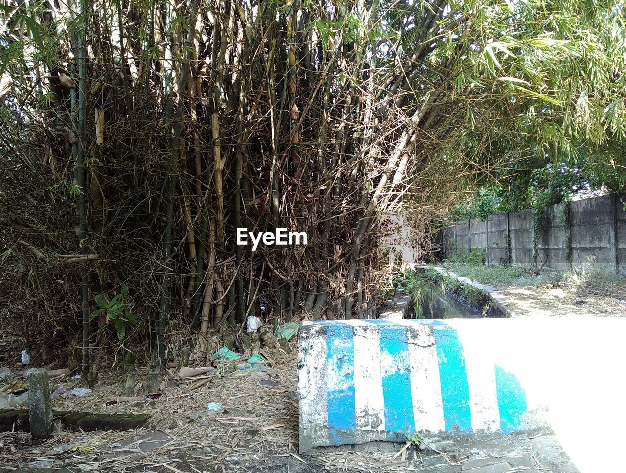 VIEW OF PLANTS IN FOREST