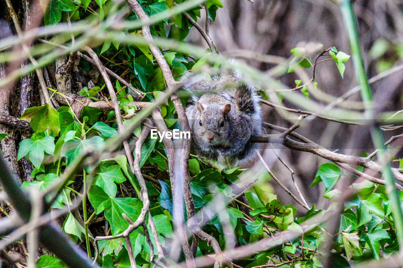 plant, animal themes, animal, animal wildlife, wildlife, nature, one animal, tree, no people, green, plant part, land, leaf, day, grass, growth, branch, outdoors, selective focus, flower, jungle, beauty in nature, mammal, close-up, animal nest, forest