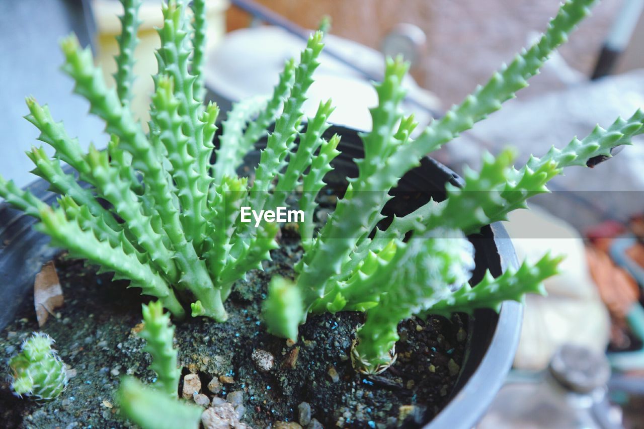 High angle view of potted plant