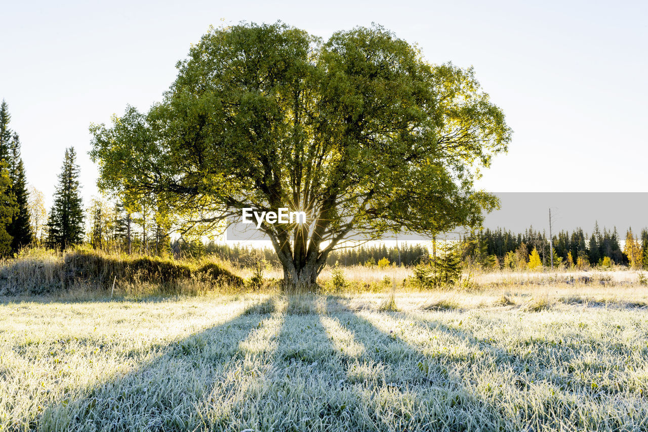 Trees on field against sky