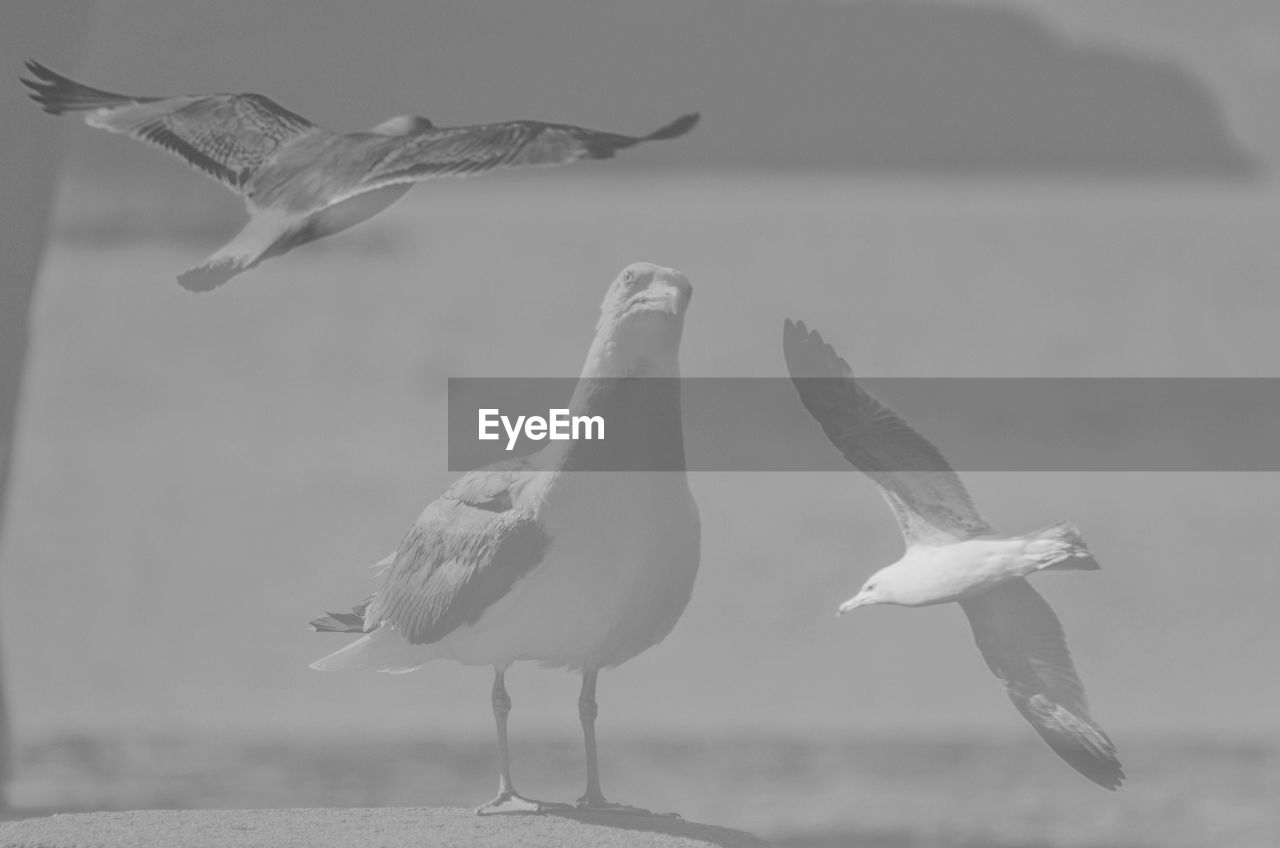 SEAGULL FLYING OVER SEA