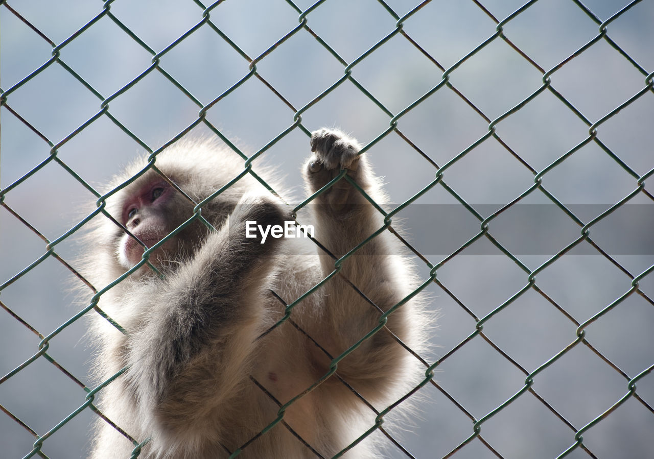 Japanese macaque holding chainlink fence at iwatayama monkey park