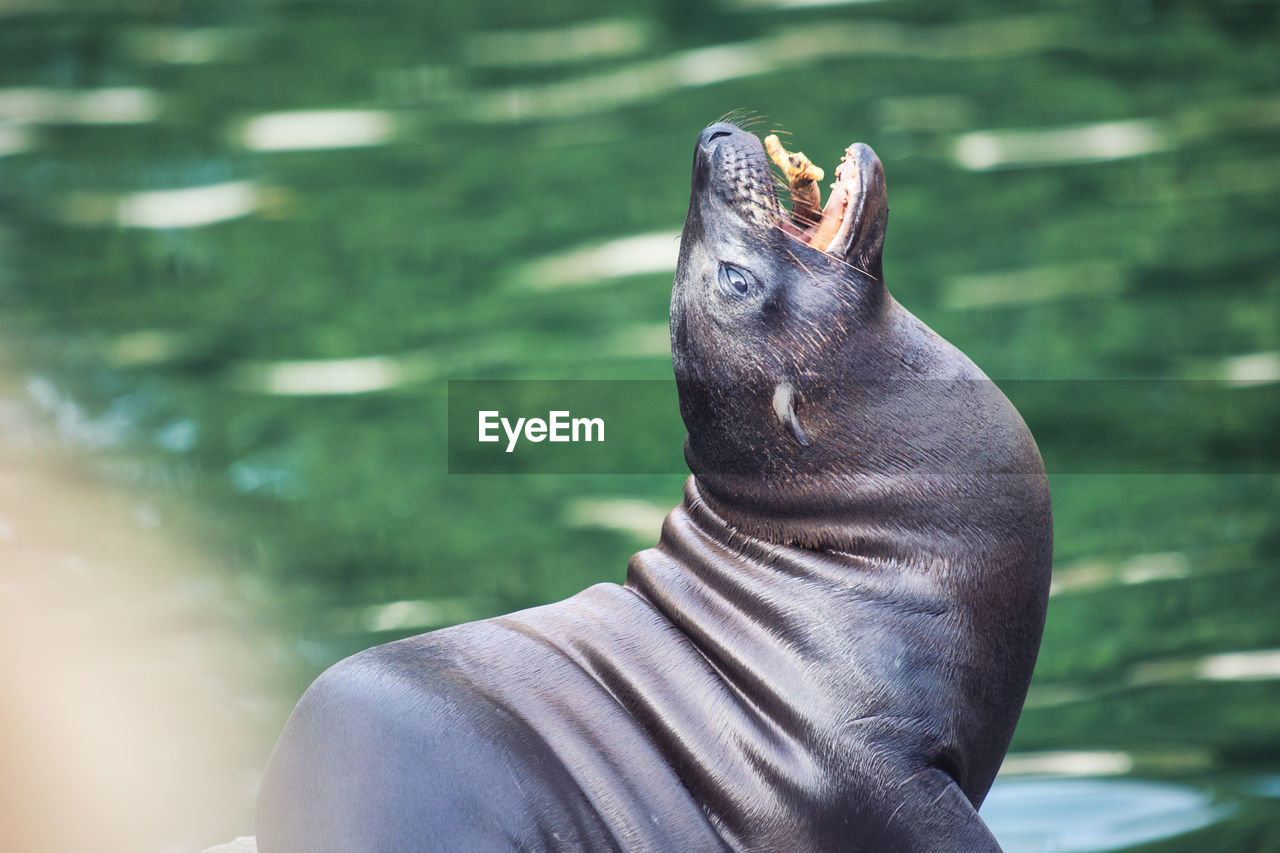 Close-up of a sea lion in lake