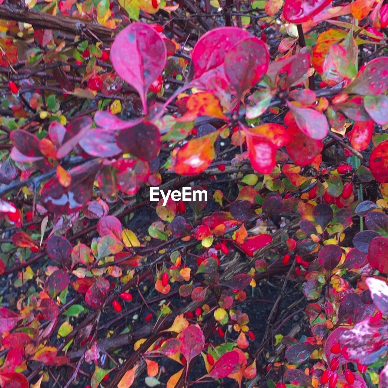 CLOSE-UP OF FLOWERS GROWING IN AUTUMN