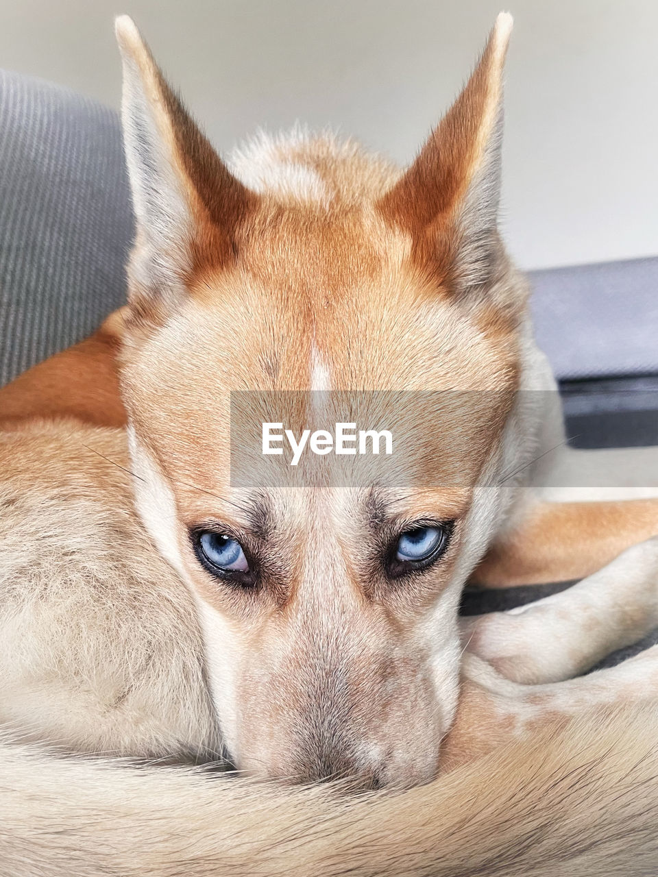 animal, animal themes, one animal, mammal, pet, domestic animals, dog, canine, portrait, relaxation, looking at camera, indoors, no people, carnivore, lying down, close-up, animal body part, puppy, lap dog, resting, animal head, furniture