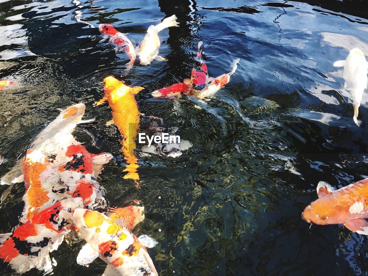 HIGH ANGLE VIEW OF KOI FISH IN POND