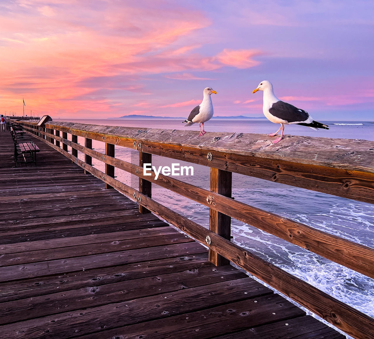 Seagulls at sunrise on the ventura beach pier 