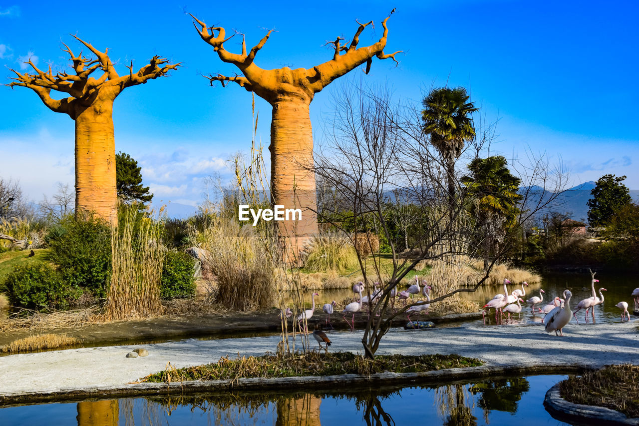 BARE TREE AGAINST SKY