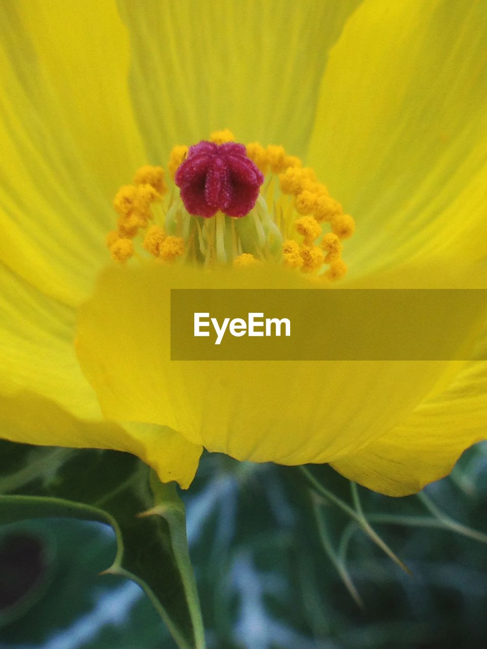 CLOSE-UP OF YELLOW FLOWERS BLOOMING