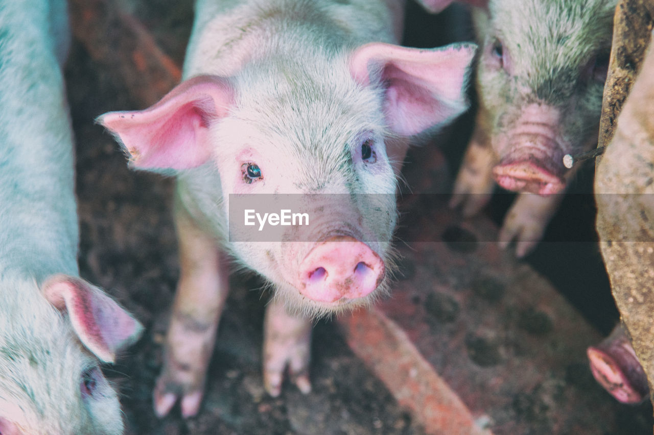 Close-up portrait of pig