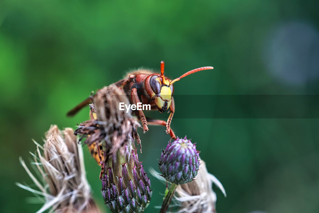 animal themes, animal wildlife, animal, nature, insect, wildlife, beauty in nature, close-up, plant, macro photography, flower, focus on foreground, one animal, flowering plant, fragility, macro, honey bee, freshness, no people, animal wing, bee, outdoors, animal body part, eating, petal, magnification, green, selective focus, day, flower head, animal behavior, perching