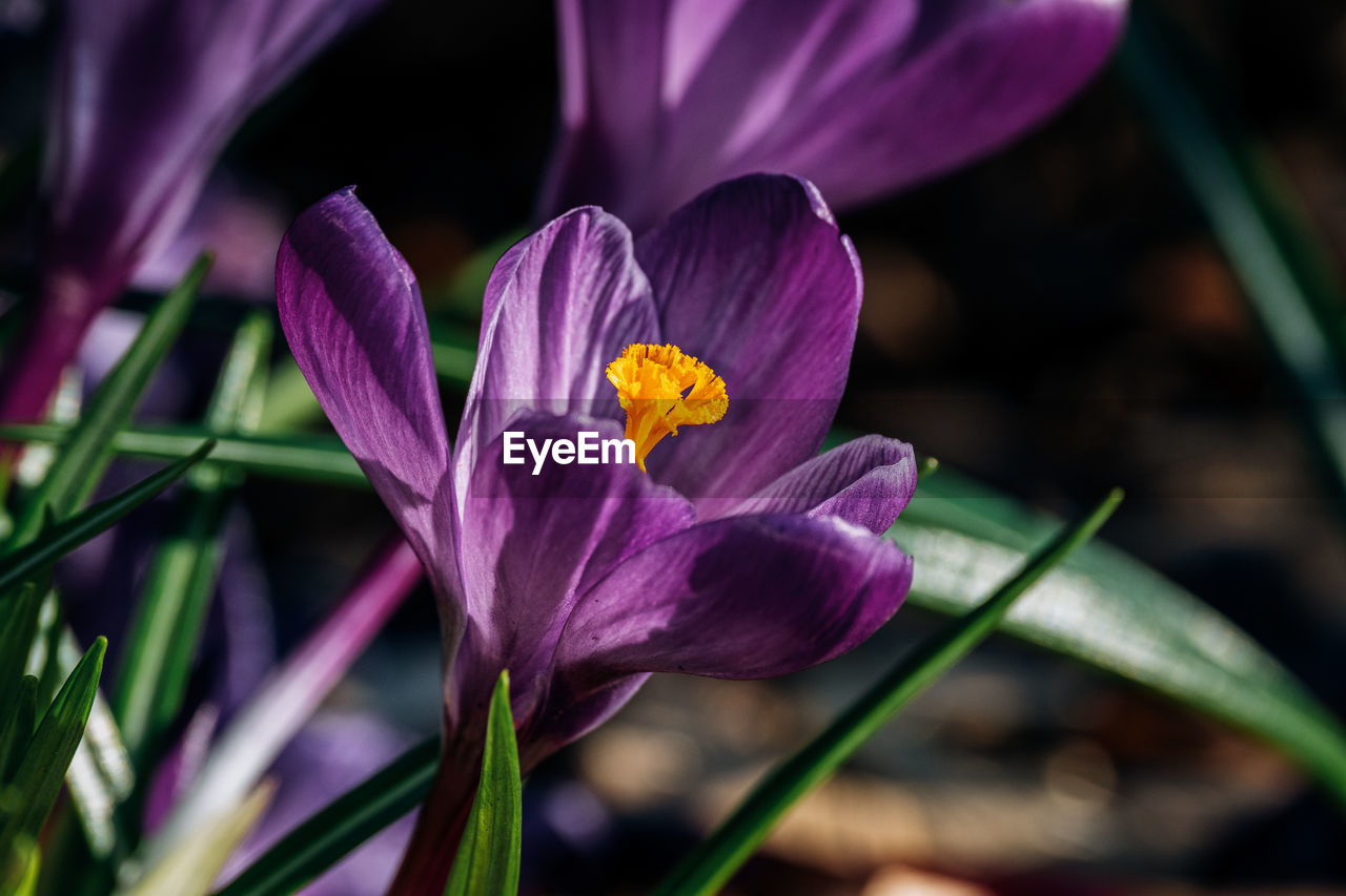 CLOSE-UP OF FRESH PURPLE CROCUS FLOWER