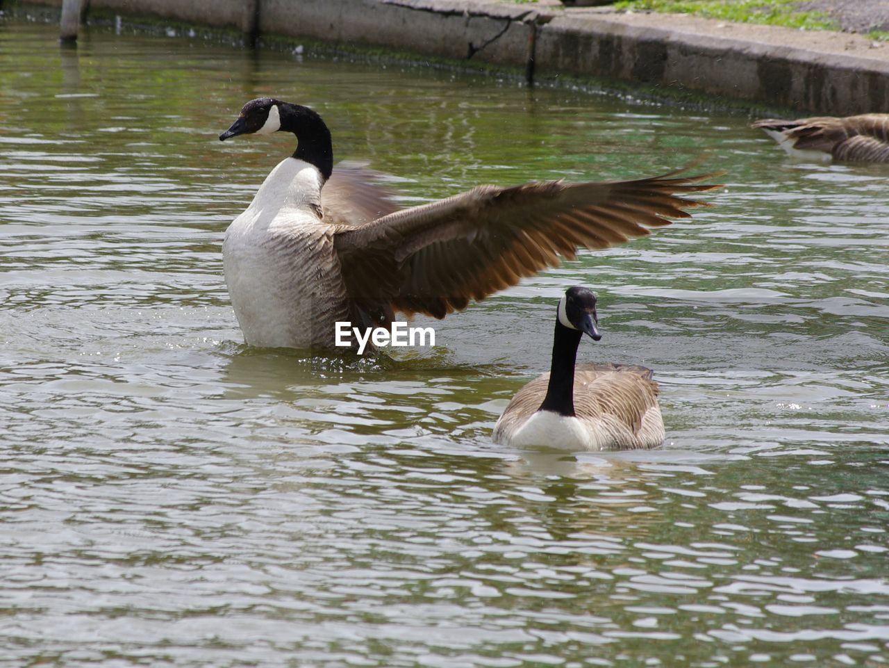 DUCK SWIMMING ON LAKE