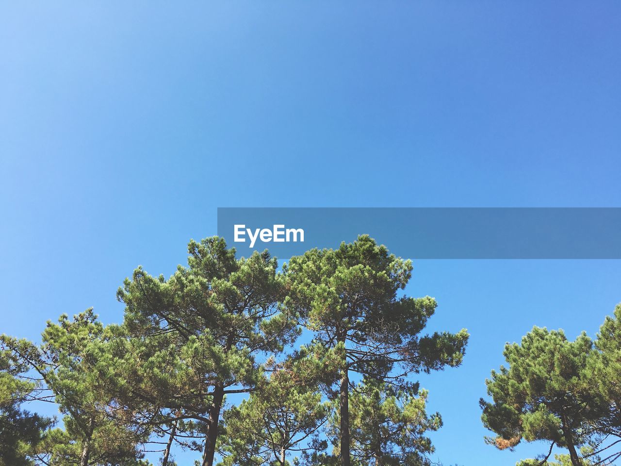 LOW ANGLE VIEW OF TREE AGAINST BLUE SKY