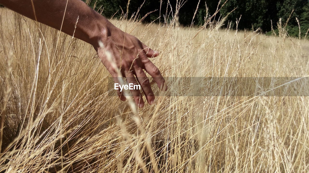 Cropped hand of person touching grass on field