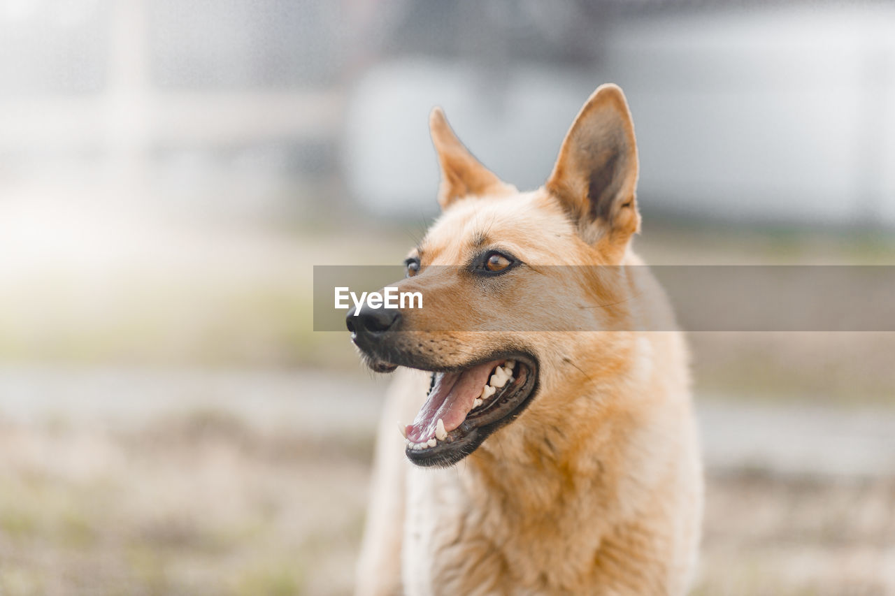 Close-up of dog looking away