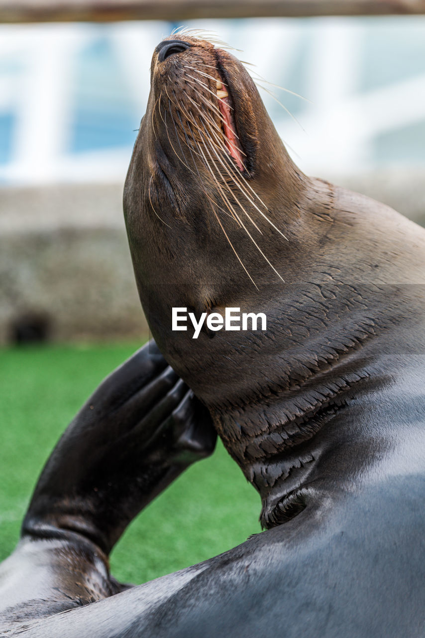 Close-up of seal on field