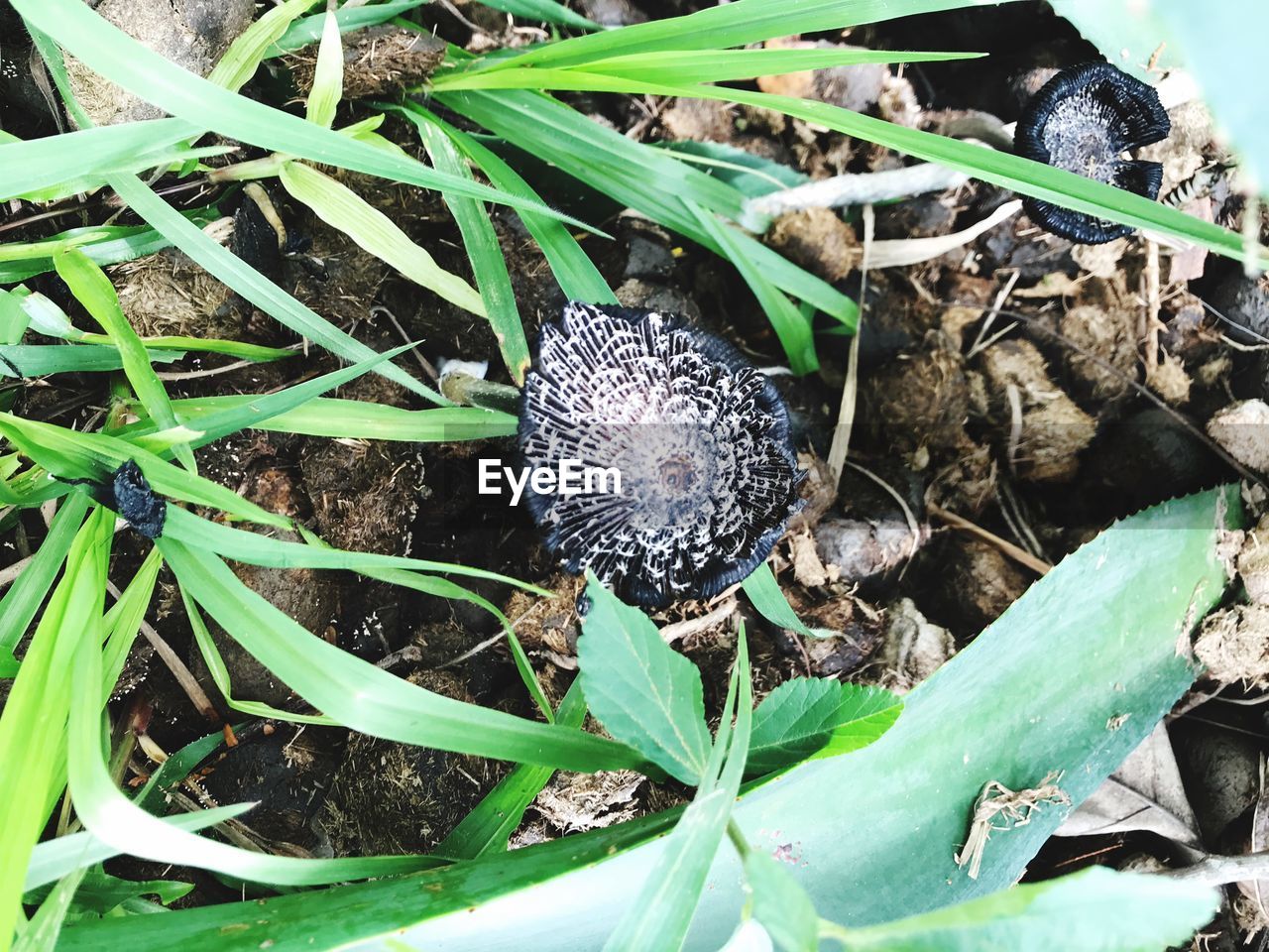 HIGH ANGLE VIEW OF PLANTS ON FIELD