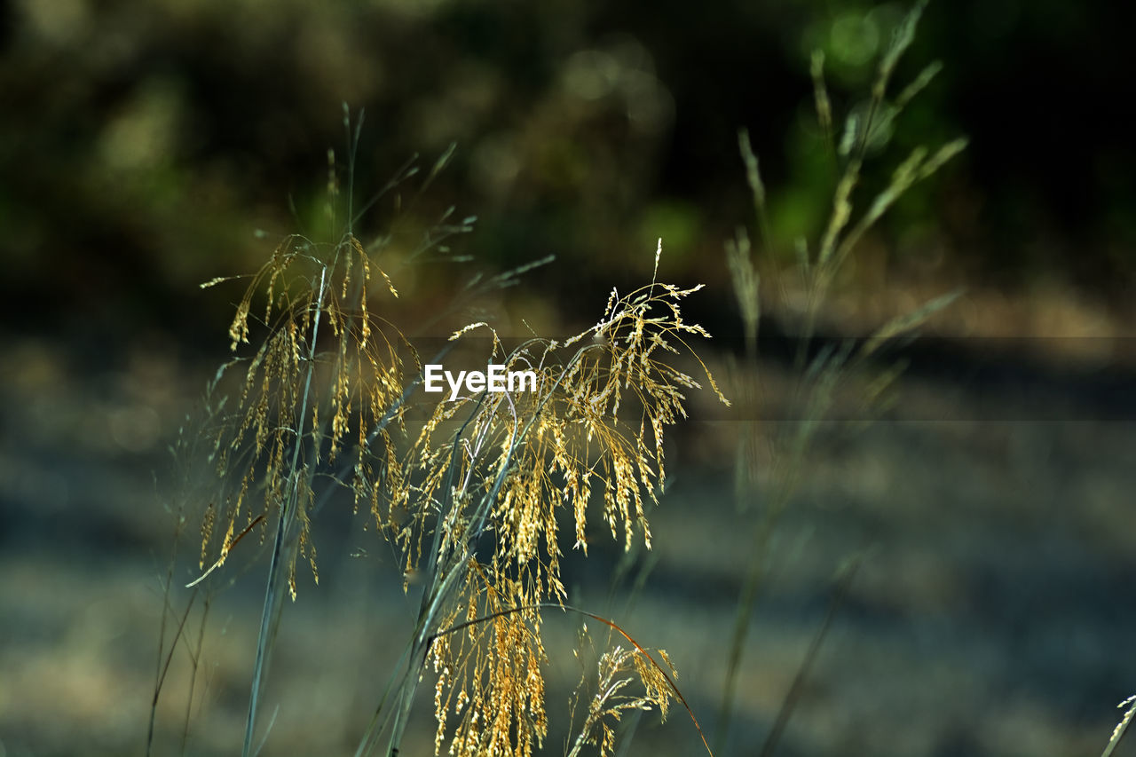 nature, plant, grass, focus on foreground, no people, growth, sunlight, close-up, beauty in nature, outdoors, branch, leaf, flower, macro photography, land, day, tree, tranquility, environment, water, autumn, wet, fragility, landscape, green