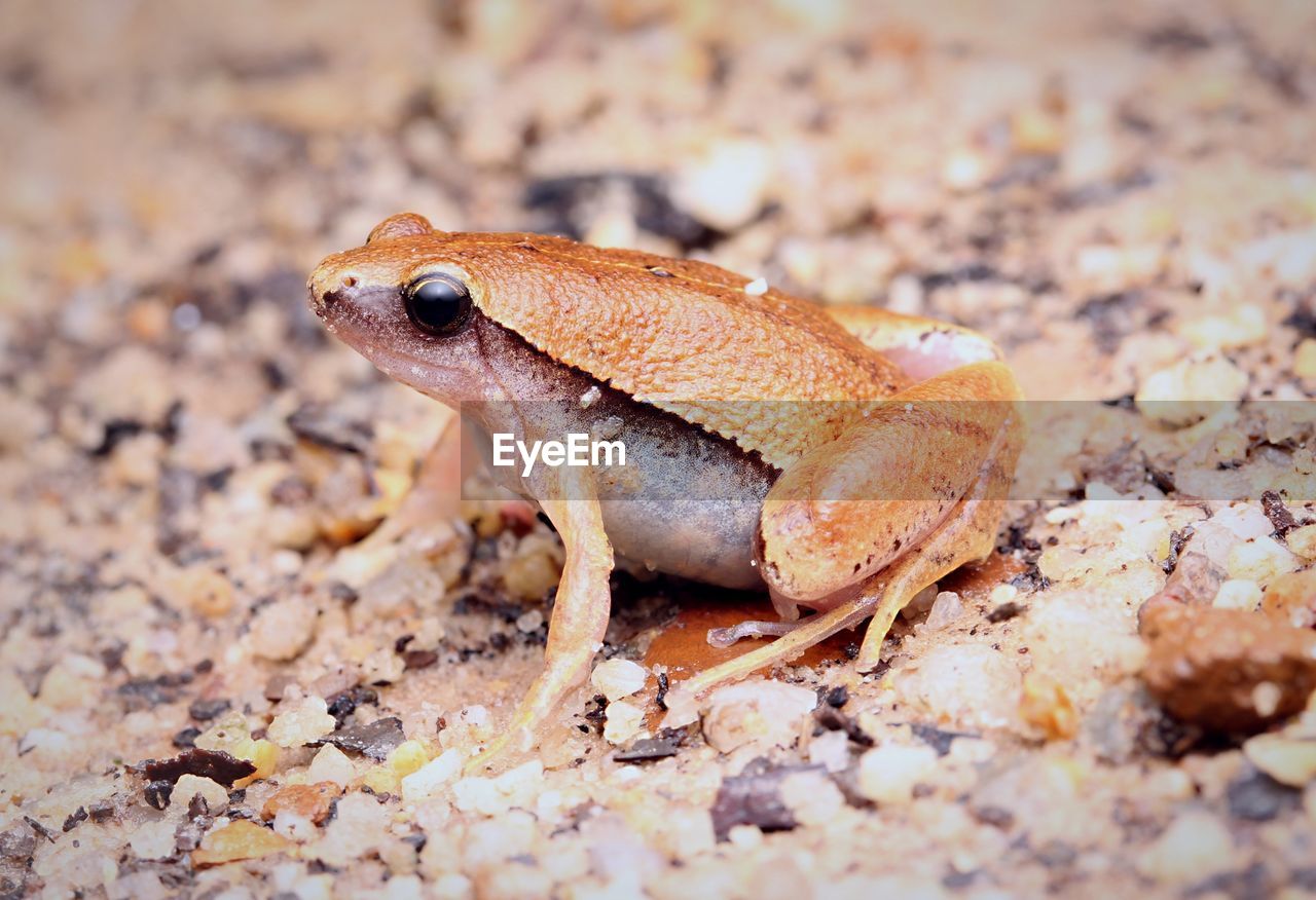 CLOSE-UP OF FROG ON ROCK