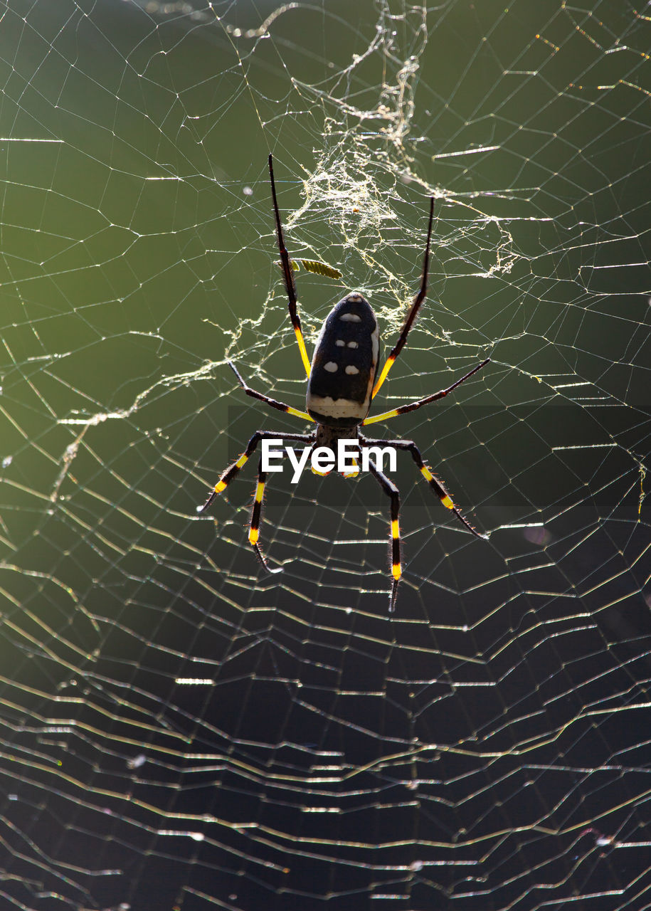 Spider in web kruger park