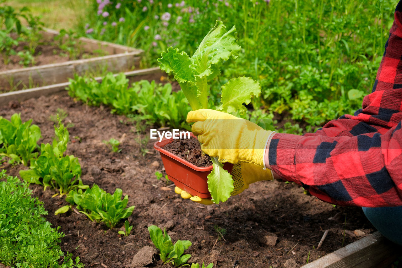 Farmer harvesting organic salad leaves in the greenhouse. female hand holding fresh  salad lettuce