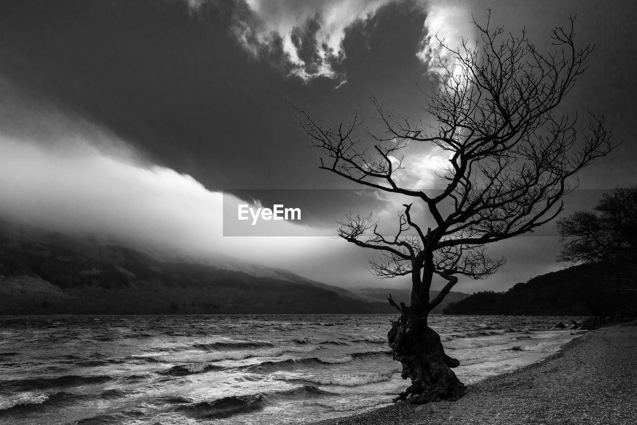 TREE ON BEACH AGAINST SKY