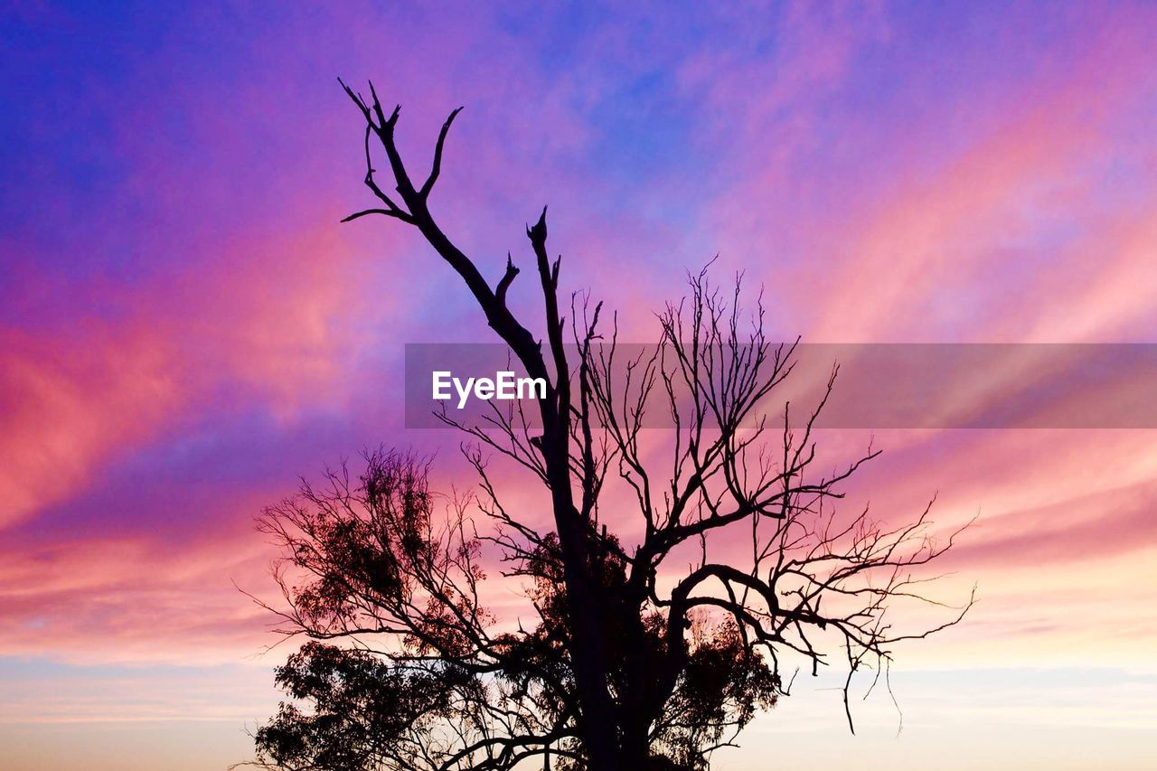 LOW ANGLE VIEW OF SILHOUETTE TREE AGAINST SKY