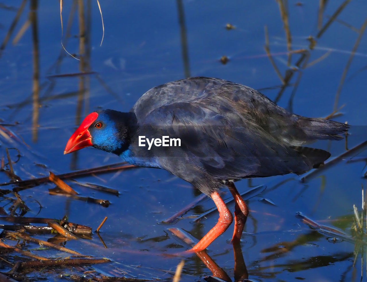 SIDE VIEW OF A BIRD IN THE WATER