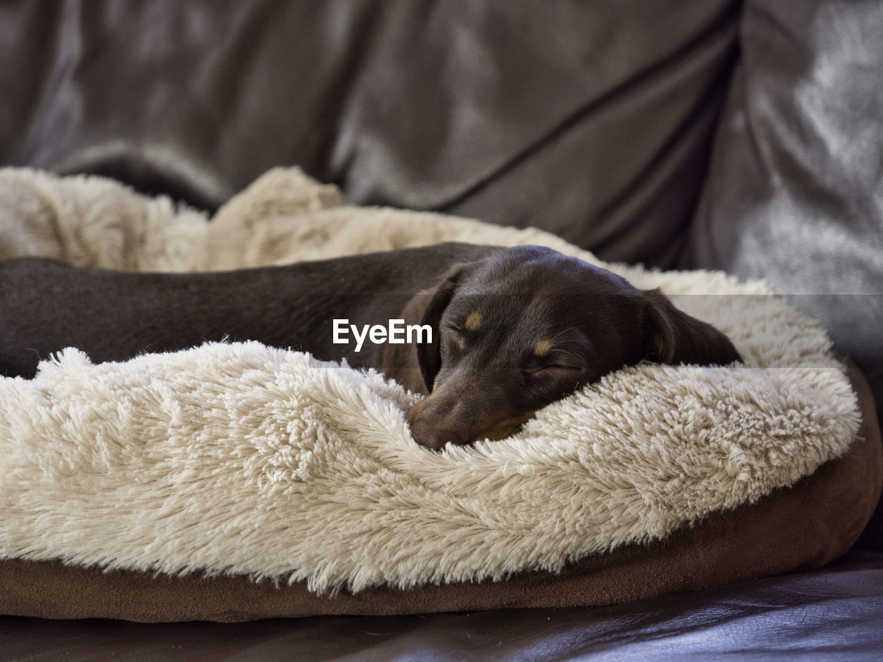 Close-up of dog sleeping