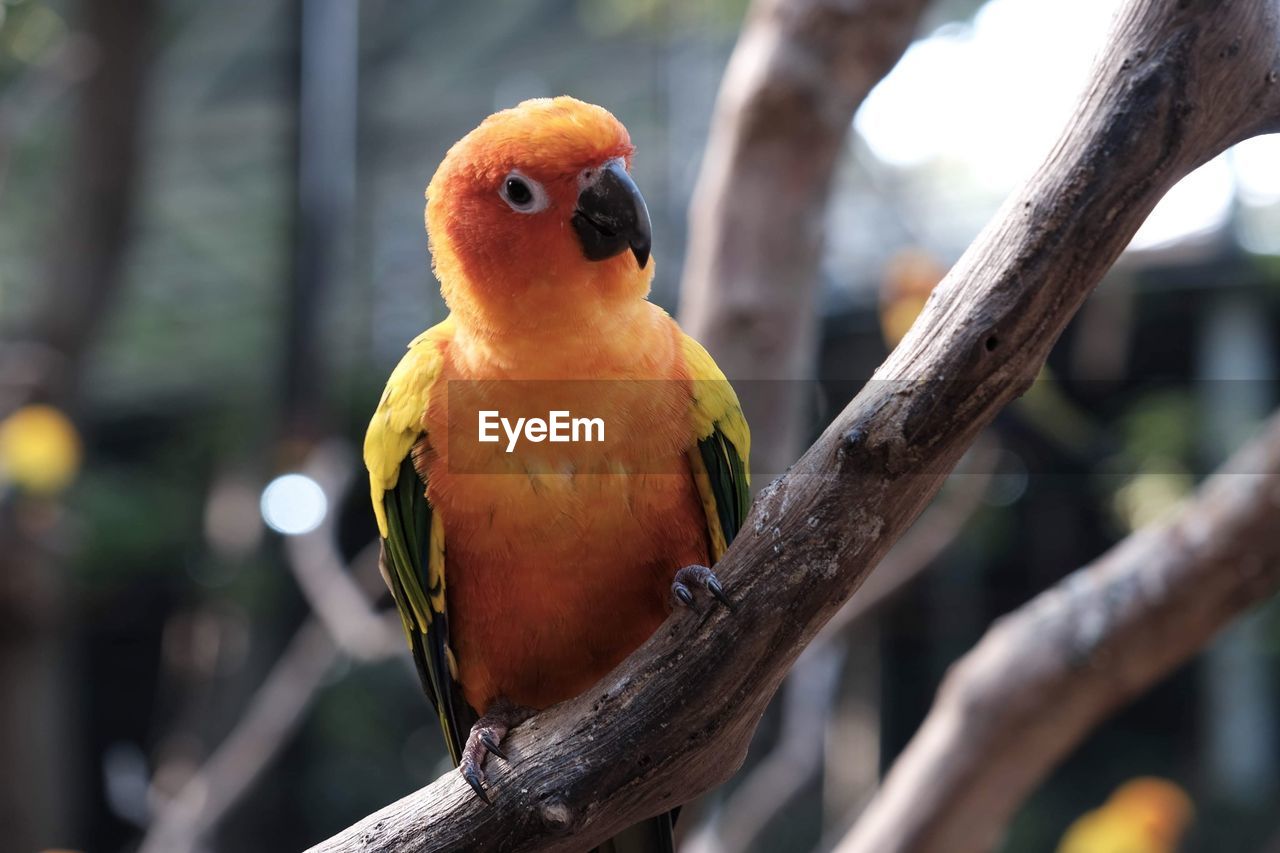 CLOSE-UP OF A BIRD PERCHING ON BRANCH