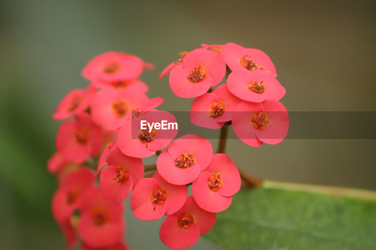 Close-up of pink flowering plant