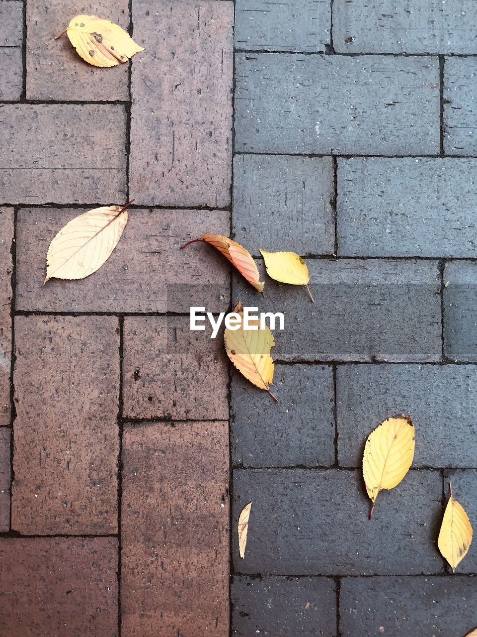 High angle view of yellow maple leaves on footpath