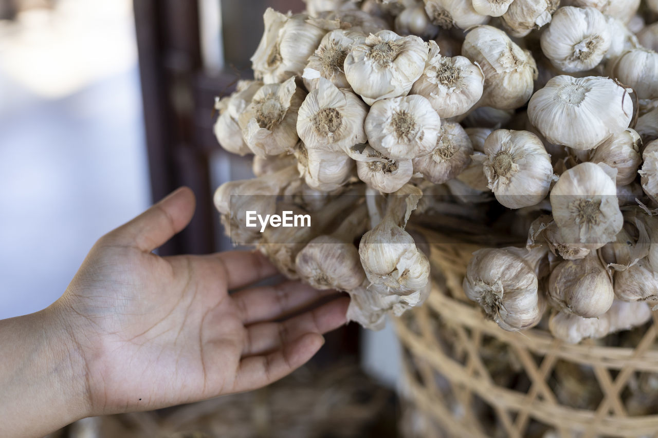 Selective focus large bunch of garlic in the saplings of agricultural gardeners 