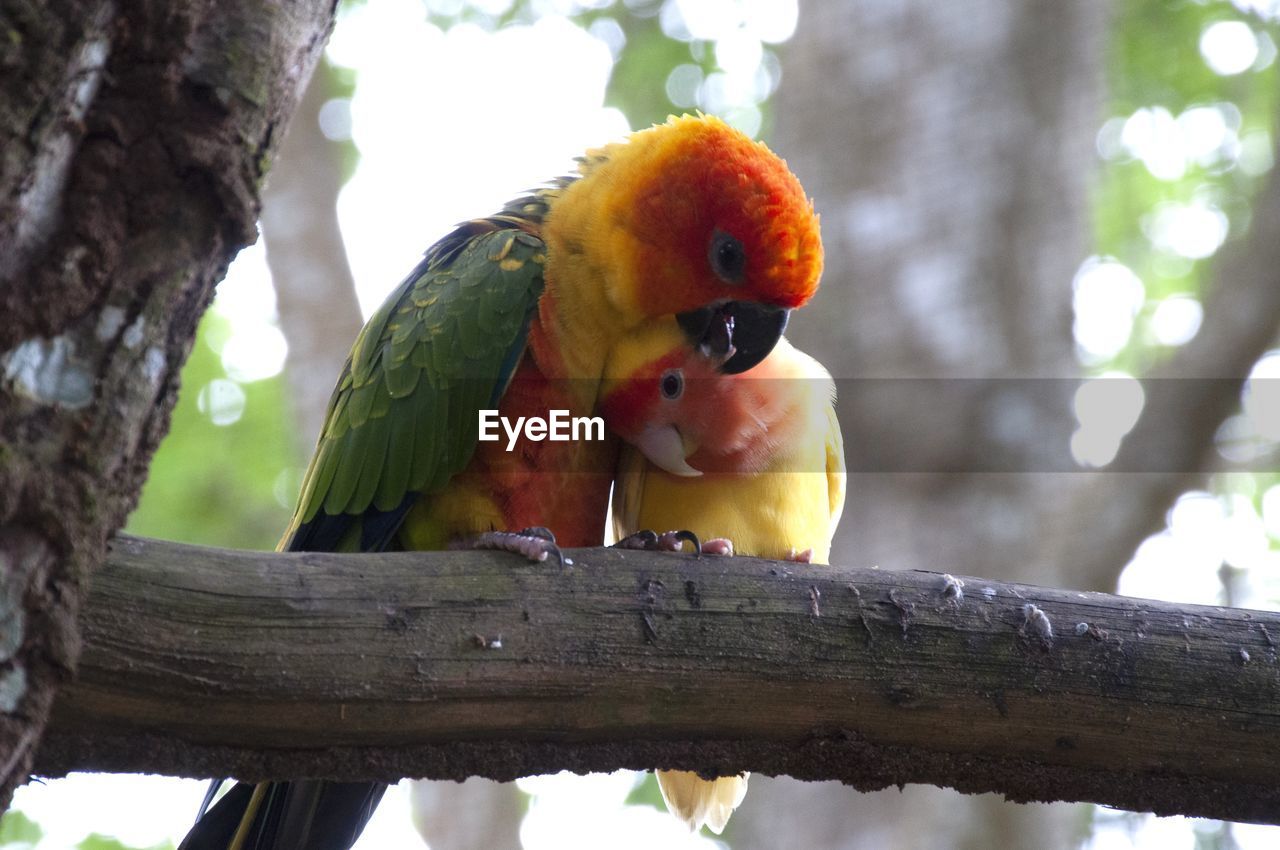 Love birds parrots