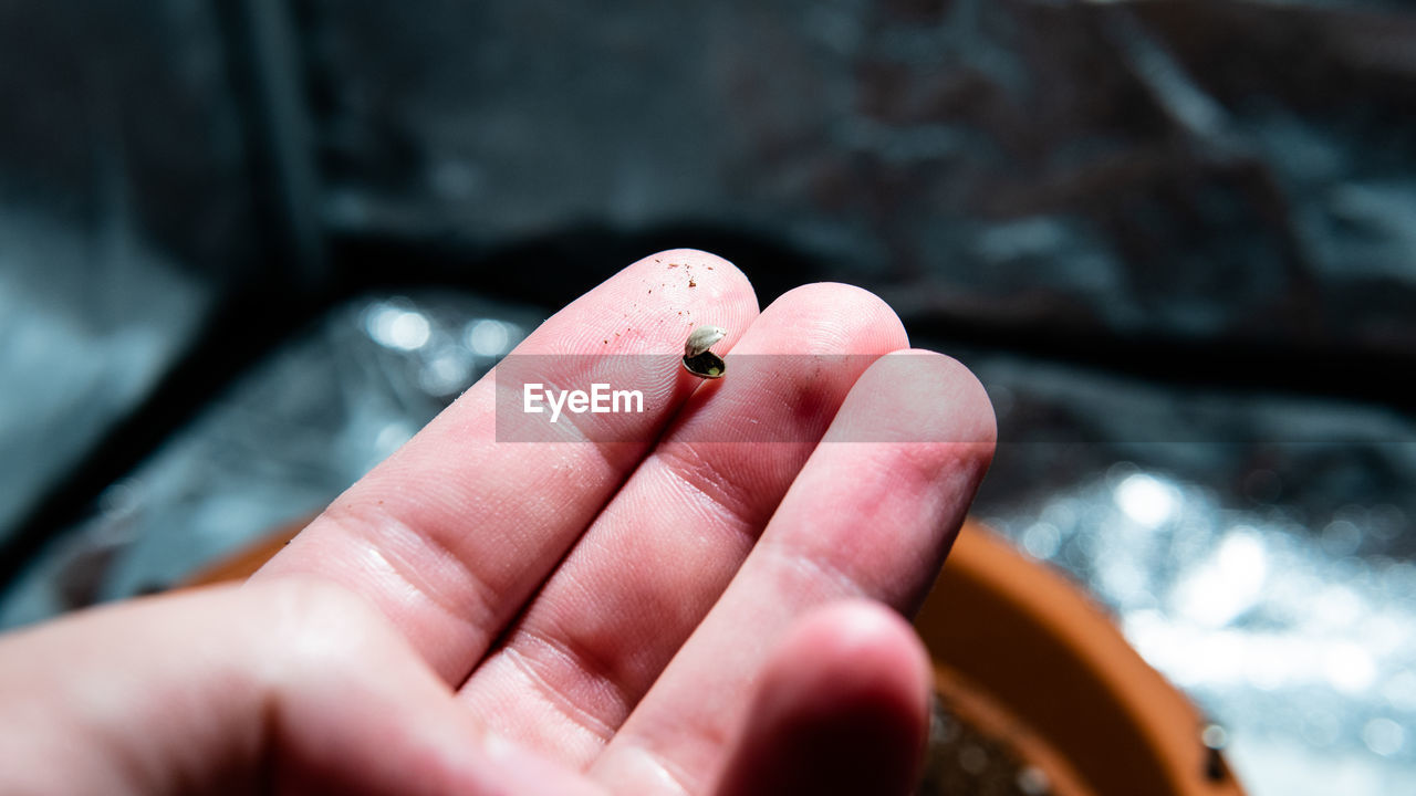 Close-up of hand holding seed