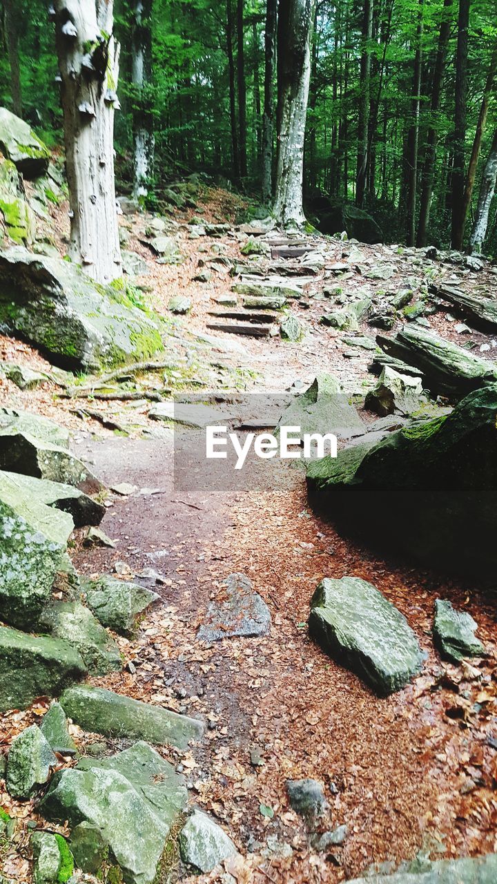 VIEW OF TREE IN FOREST