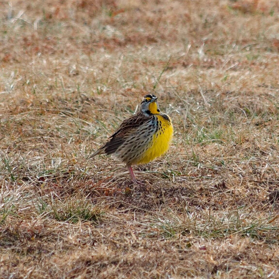 CLOSE-UP OF BIRD ON FIELD